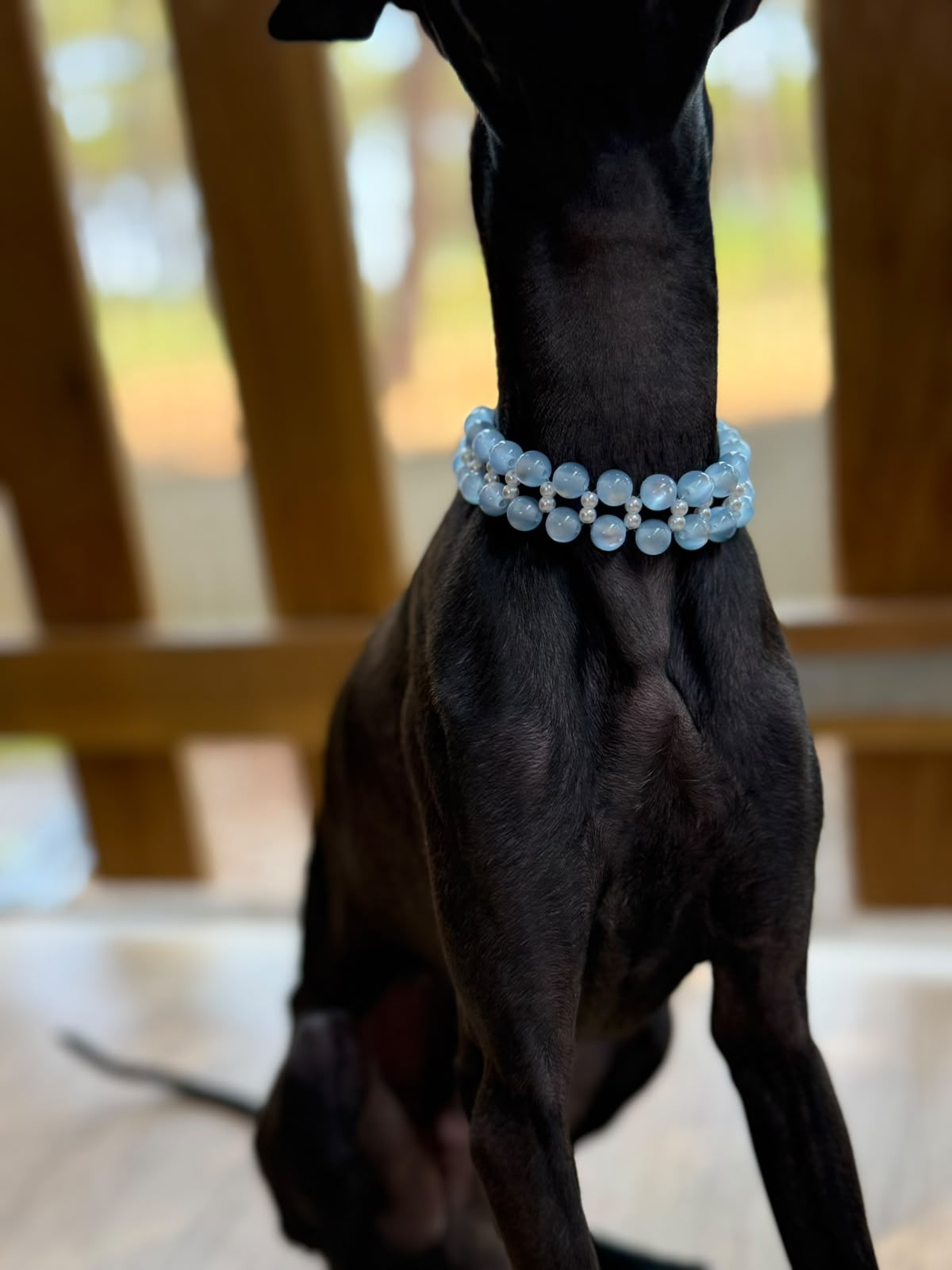 Baba, petit lévrier italien, portant un collier BABA &amp; CO.
